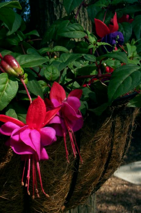 Beautiful Fuchsia